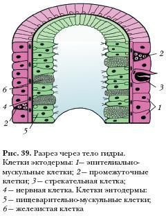 Kraken russia